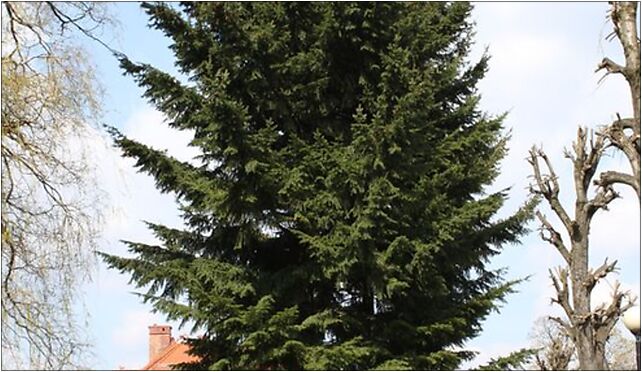 Pseudotsuga menziesii Duszniki Zdrój 6, Zdrojowa 7, Duszniki-Zdrój 57-340 - Zdjęcia