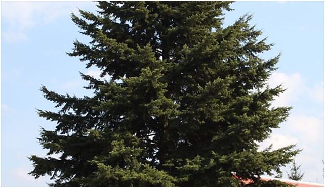 Pseudotsuga menziesii Marki, Okólna 38, Marki 05-270 - Zdjęcia