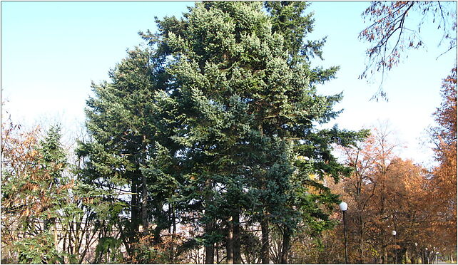 Pseudotsuga menziesii glauca and menziesii, Czarnieckiego Stefana od 01-530 do 01-784 - Zdjęcia