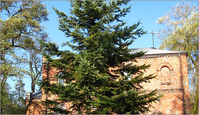 Pseudotsuga menziesii menziesii tree Marki, Marki 05-270 - Zdjęcia