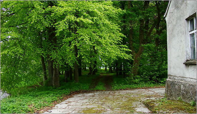 Pustary - park przypałacowy, Pustary, Pustary 78-113 - Zdjęcia