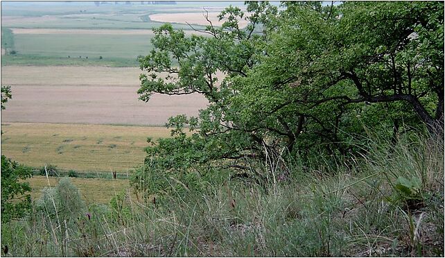 Quercus pubescens in Bielinek kz, Markocin, Markocin 74-520 - Zdjęcia