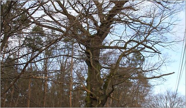 Quercus robur Marki 3, Graniczna, Marki 05-270 - Zdjęcia