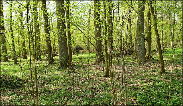Rezerwat dębina1, Dębina, Dębina 62-100 - Zdjęcia