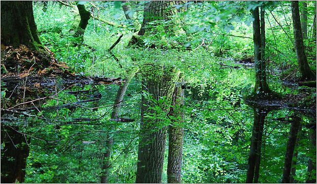 Rezerwat ochrony scisłej BPN 11, Osada Dziedzinka, Białowieża 17-230 - Zdjęcia