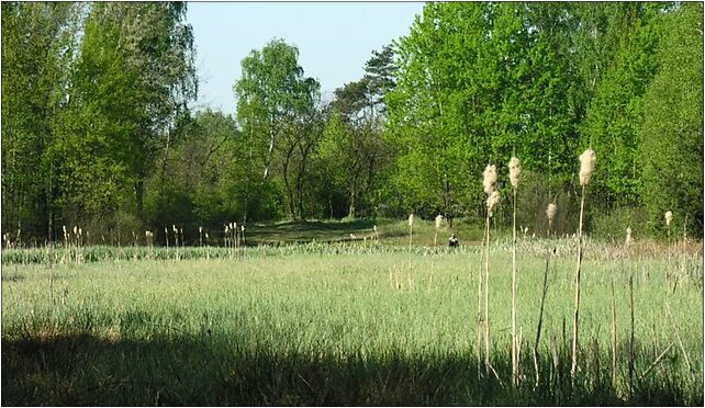 Rezerwat przyrody Bagno Jacka (Wesoła) 1, Głowackiego Bartosza - Zdjęcia
