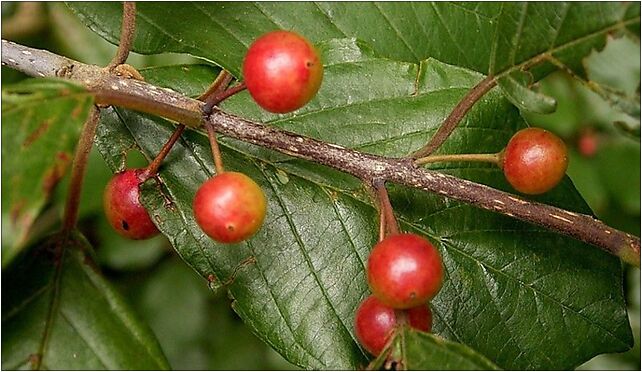Rhamnus frangula 02 ies, RawskaE678, Babsk 96-200 - Zdjęcia