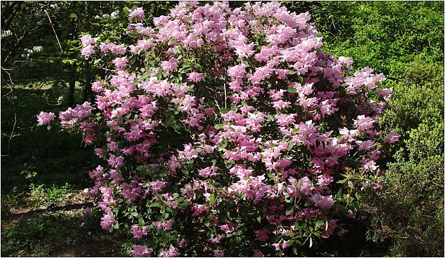 Rhododendron williamsianum, Leśna, Rogów 95-063 - Zdjęcia