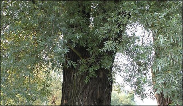 Salix Gdańsk, Kupały 8, Gdańsk 80-354 - Zdjęcia