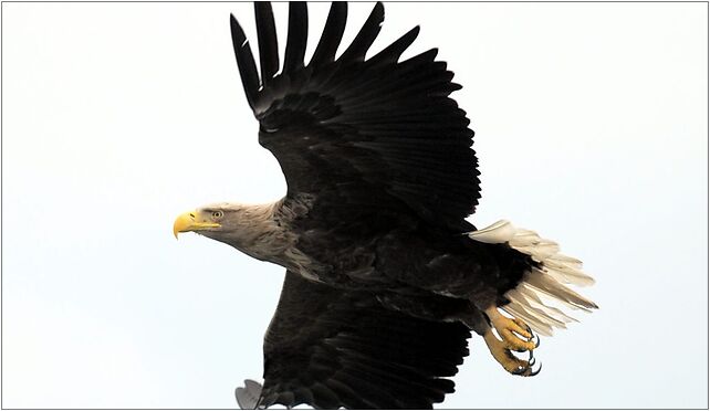 Seeadler-flug, Grodkowska 11, Otmuchów 48-385 - Zdjęcia