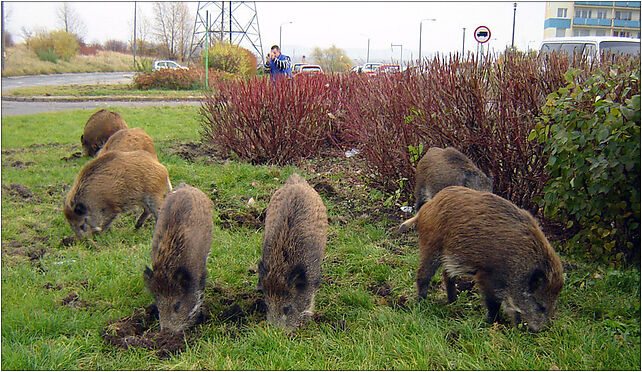 Stado dzików na Strzemięcinie w Grudziądzu 2007, Śniadeckich 76 86-300 - Zdjęcia