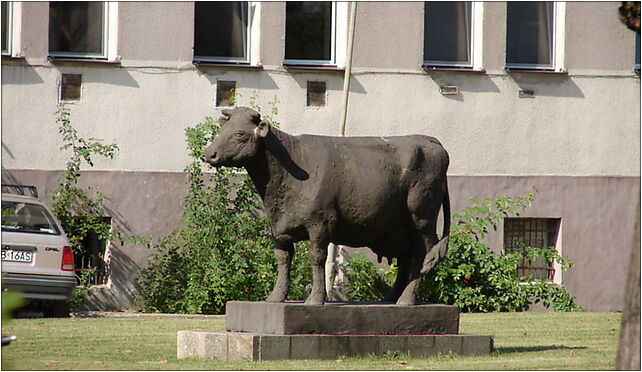 Stare Pole - pomnik krowy, Marynarki Wojennej22, Kaczynos 82-220 - Zdjęcia