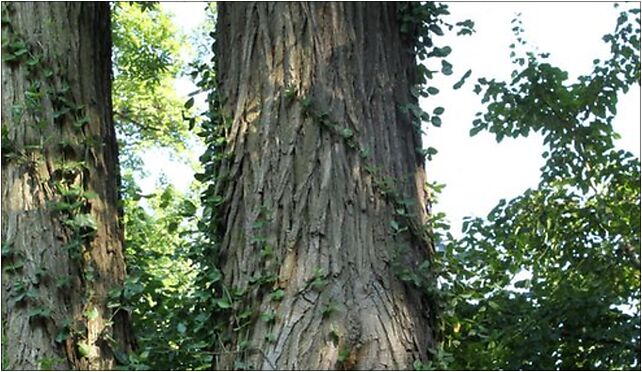 Styphnolobium japonicum bark UW, Aleje Ujazdowskie, Warszawa 00-460 - Zdjęcia