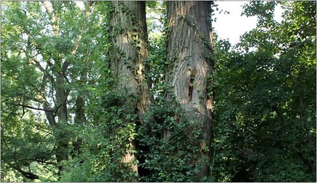 Styphnolobium japonicum trunk UW, Aleje Ujazdowskie, Warszawa 00-460 - Zdjęcia