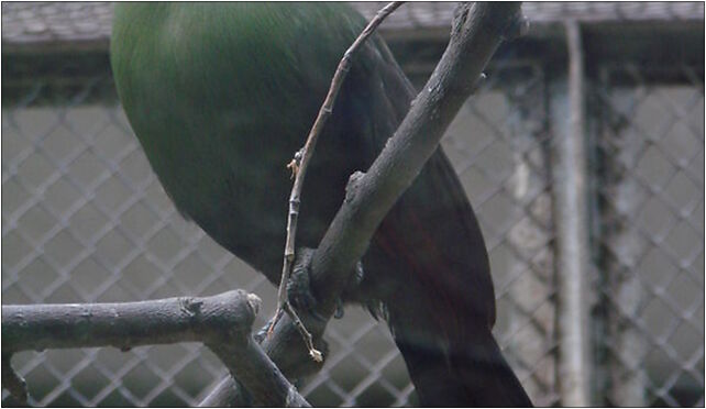 Tauraco persa (Wroclaw zoo)-1, Wróblewskiego Zygmunta, Wrocław 51-618 - Zdjęcia