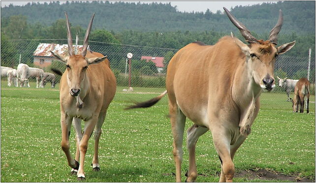 Taurotragus oryx 1 (Piotr Kuczynski), Świerkocin131 7a 66-460 - Zdjęcia