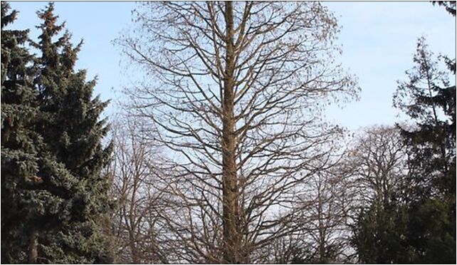 Taxodium distichum Park Skaryszewski winter, Warszawa od 03-922 do 03-939 - Zdjęcia