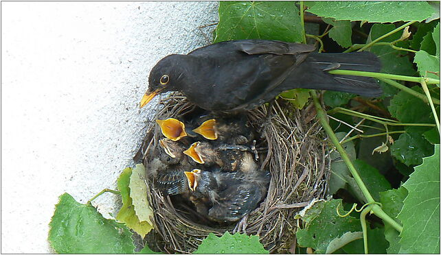 Turdus merula - nest with youngs, Gnieźnieńska, Koszalin 75-736 - Zdjęcia