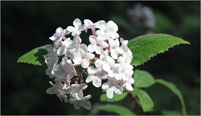 Viburnum-carlesii, Leśna, Rogów 95-063 - Zdjęcia