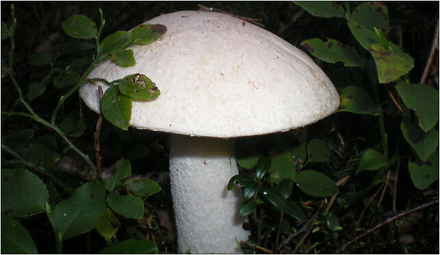 Weißer Birkenpilz - Koźlarz biały - Leccinum percandidum - 01 97-400 - Zdjęcia