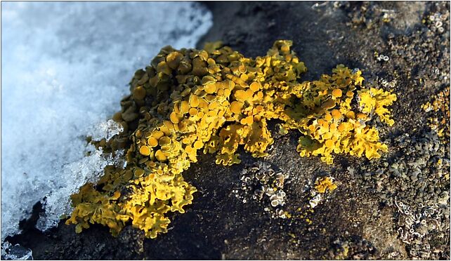 Xanthoria parietina on eternit, Budziska, Budziska 21-412 - Zdjęcia