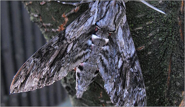 Zawisak powojowiec (Agrius convolvuli)-04-007, Lachów Sądeckich 3 33-300 - Zdjęcia