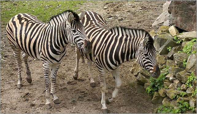 Zebra Chapmana (Equus quagga chapmani), łódzkie zoo, Łódź od 94-017 do 94-303 - Zdjęcia