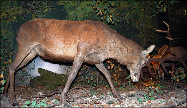 Zwierzyniec muzeum dioramy05, Zamojska858 10, Zwierzyniec 22-470 - Zdjęcia
